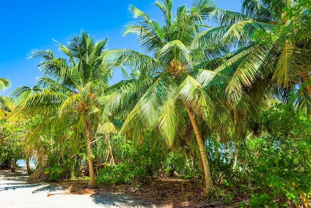 Shoreline of a tropical island in the Maldives and view of the Indian Ocean