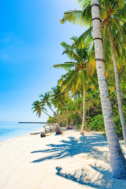 Shoreline of a tropical island in the Maldives and view of the Indian Ocean