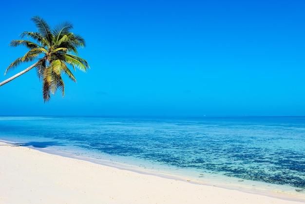 Shoreline of a tropical island in the Maldives and view of the Indian Ocean