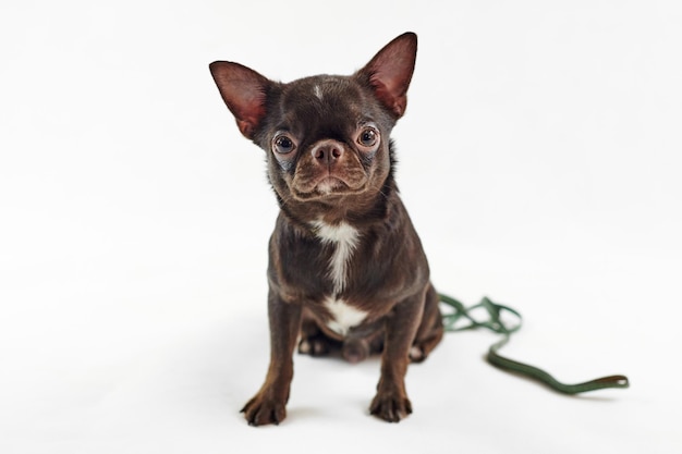 Short haired brown chihuahua dog big ears isolated on white background cute adorable chihuahua dog