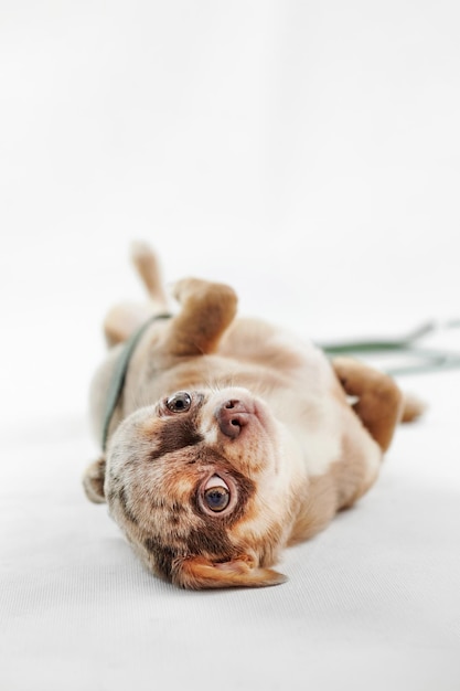 Short haired chihuahua dog lies isolated on white background cute adorable mexican toy dog