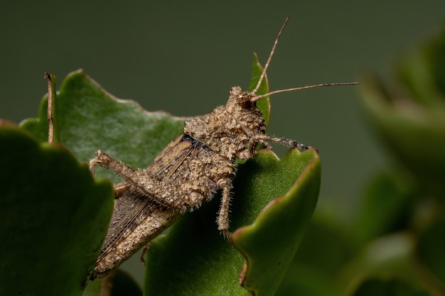 Short horned Grasshopper of the Family Ommexechidae