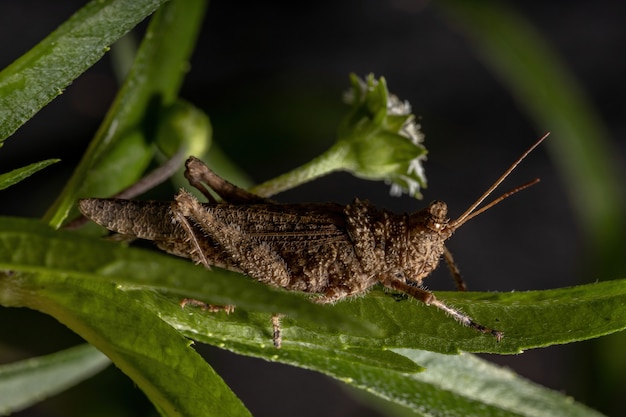 Short horned Grasshopper of the Family Ommexechidae