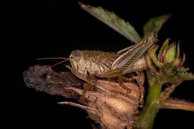 Short-horned Grasshopper Nymph of the Family Acrididae