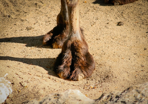 Short shot of the front leg of a Bactrian or Asian camel Camelus bactrianus