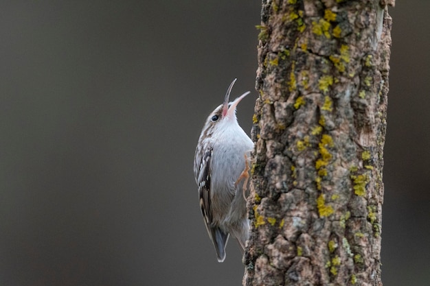 Short-toed treecreeper (Certhia brachydactyla) Leon, Spain