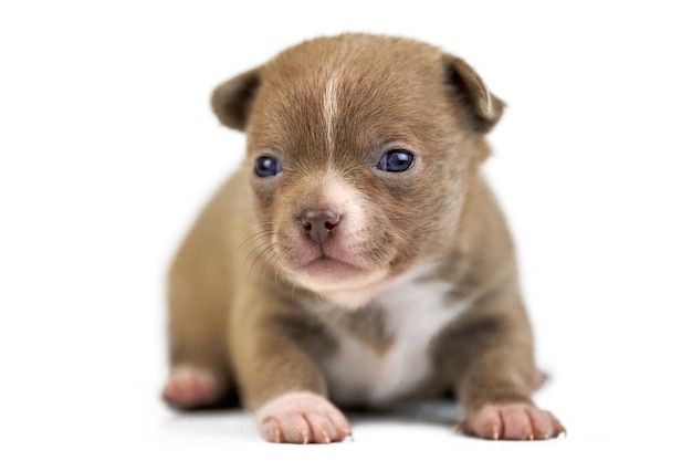 Shorthaired Chihuahua puppy on white isolated background. Little cute brown dog breed.