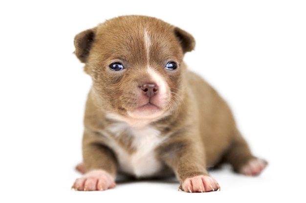 Shorthaired Chihuahua puppy on white isolated background