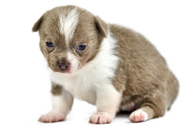 Shorthaired Chihuahua puppy on white isolated background.