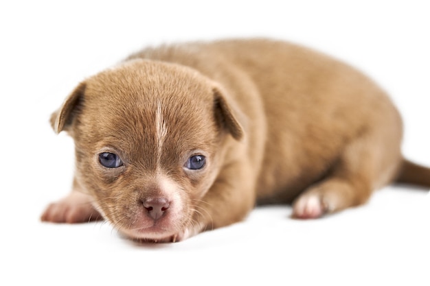 Shorthaired Chihuahua puppy on white isolated background