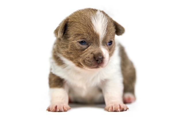 Shorthaired Chihuahua puppy on white isolated