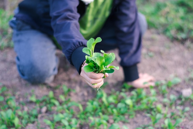 A shot of Asian farmer woman is sitting on the ground and showing vegetable