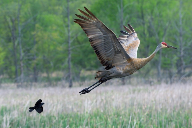 Shot of the beautiful and patterned Sandhill crane flying