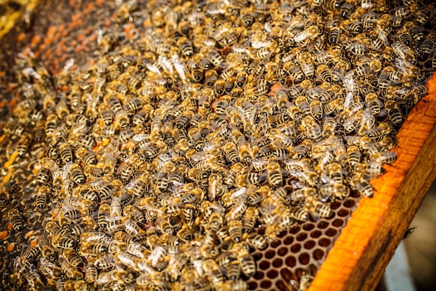 Shot of bees