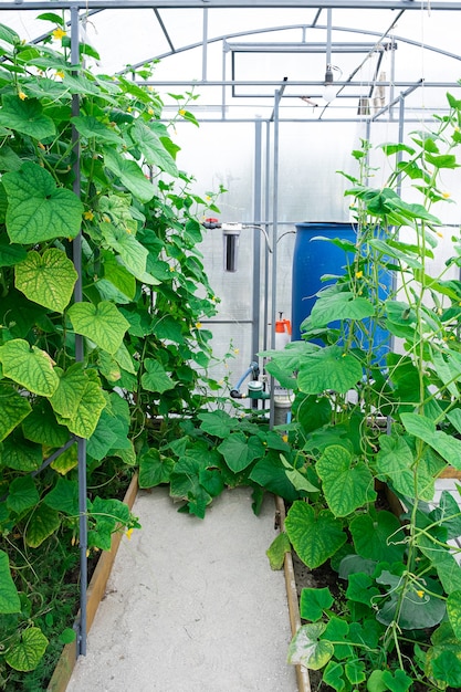 Shot of cucumber plants growing inside a greenhouse.