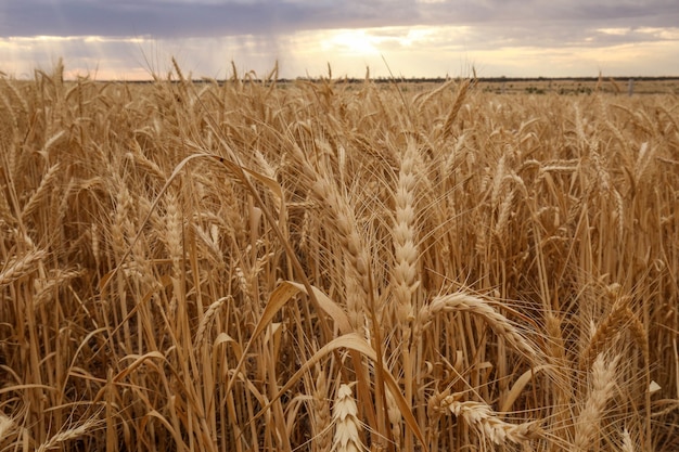 Shot from a wheat field