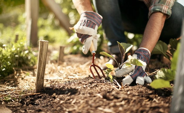 Shot of a male farmer working in a vegetable garden