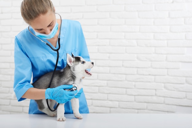 Shot of a professional female vet working at her medical office 