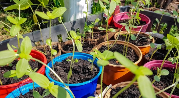 Shots in 4k format with young seedlings of zucchini or pumpkin Seedlings of vegetables in cups prepared for planting in the open ground in spring The concept of growing organic vegetables