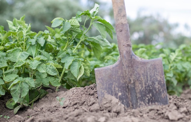 Shovel on the background of potato bushes Digging up a young potato tuber from the ground on a farm