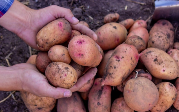 Shovel and potatoes in the garden The farmer holds potatoes in his hands