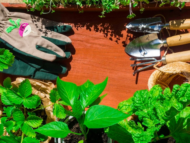 Shovel rake seedling in pots on wooden background top view Basil bell pepper strawberries