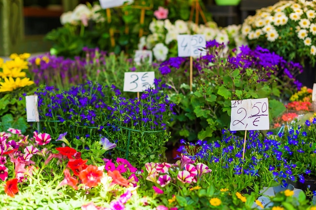 Showcase of a flower counter with price tags for flowers