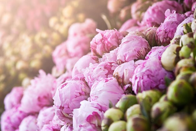 Showcase of flowers sale of lilac peonies buds are closed