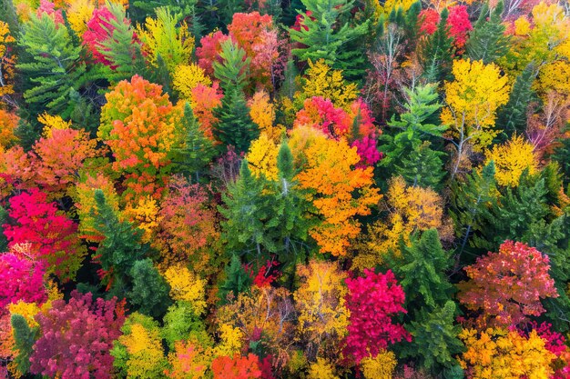 Photo showing aerial view of colorful fall foliage in new hampshire