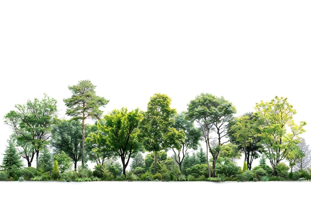 Showing forest edge with trees of various heights white background