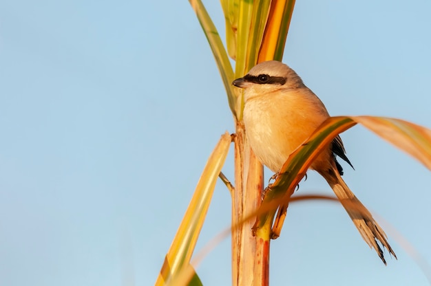 Shrike on a bush against blue sky