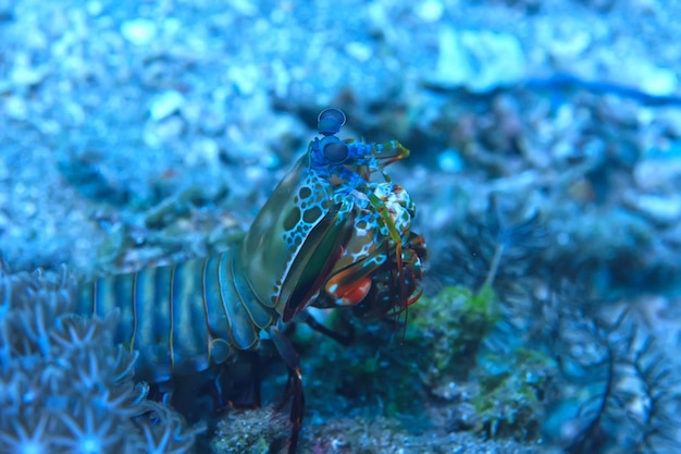 shrimp mantis underwater / underwater scene on a coral reef, tropical sea, unusual creature, macro