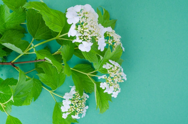 Shrub branch with white inflorescence and green leaves