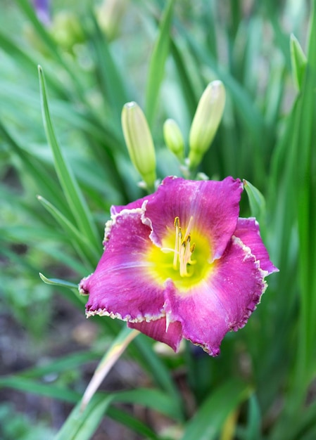 Shrub of lily or daylily