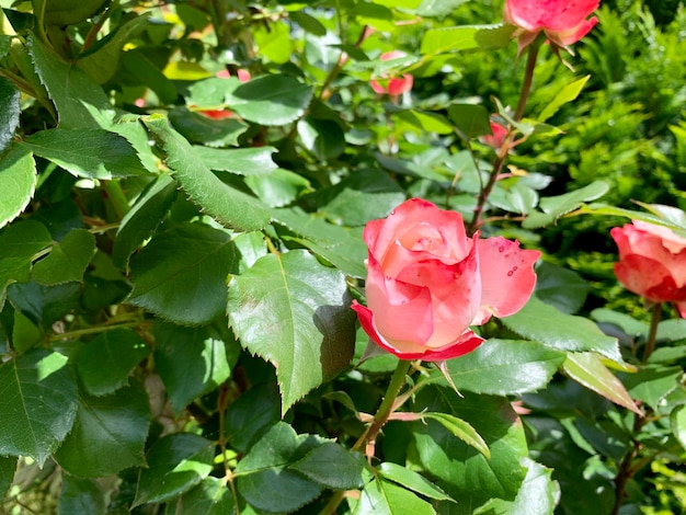 Shrub of pink and delicate roses against natural background