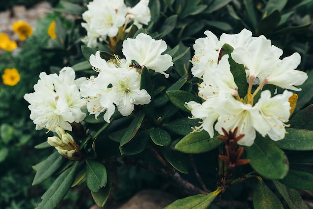 Shrub with flowers blooming in the forest