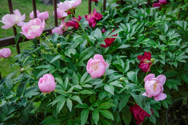 Shrubs beautiful peonies in the garden Sunny day in the garden