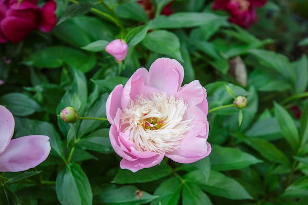 Shrubs beautiful peonies in the garden Sunny day in the garden