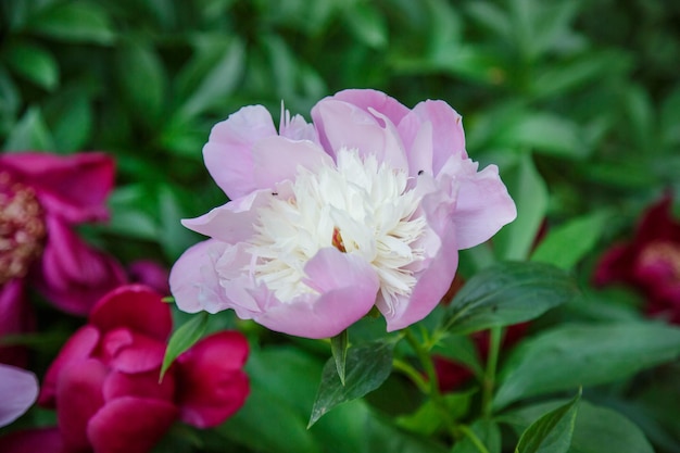 Shrubs beautiful peonies in the garden Sunny day in the garden