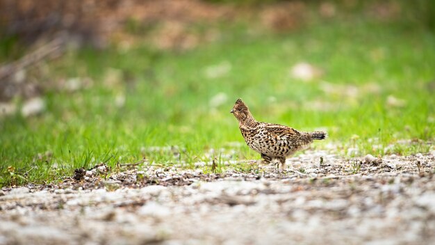 Shy hazel grouse walking on the ground