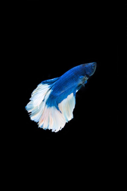 Siam fighting fish on black background