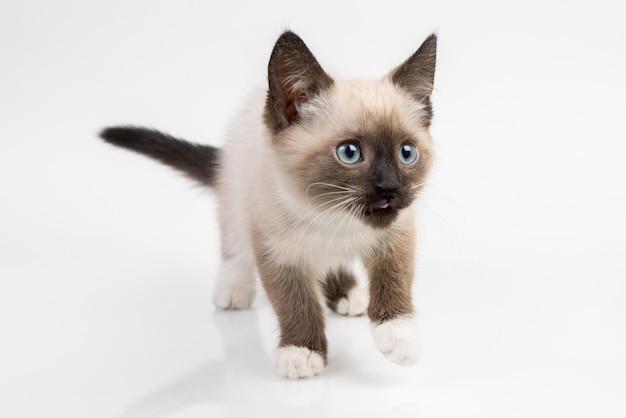 Siam kitten standing on a white table