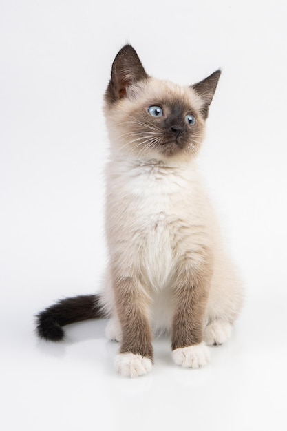 Siam kitten standing on a white table