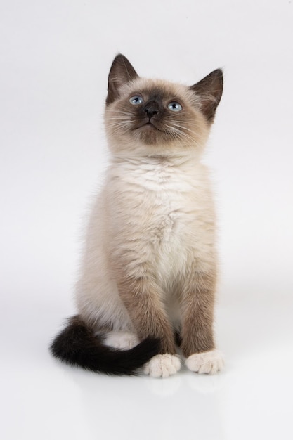 Siam kitten standing on a white table