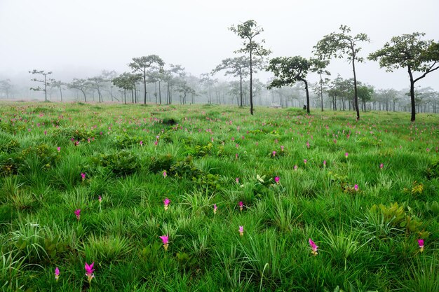 Siam Tulip pink flower blooming in forest mountain at Sai Thong National Park Chaiyaphum province ThailandUnseen in Thailand on rainy season