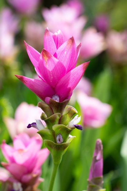 Siam tulips or Dok krachiao (Curcuma alismatifolia)