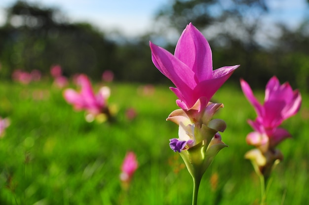 Siam Tulips on green background