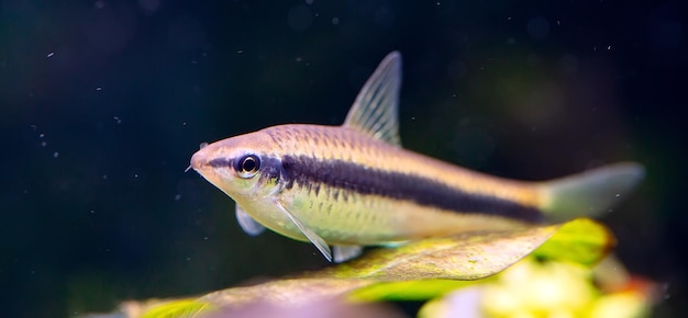 Siamese Algae Eater in Freshwater Aquarium.