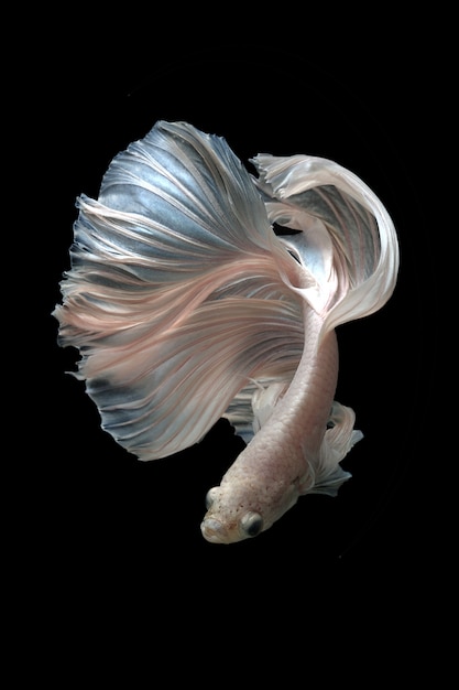 Siamese betta fish on black background