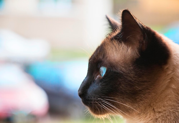 Siamese cat blue eyes gaze into the distance